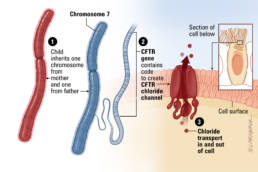 Gene infographic - Hopkins CF