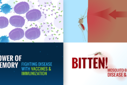 Screenshots of graphics created for Immunization of Mosquito Bourne Illness project